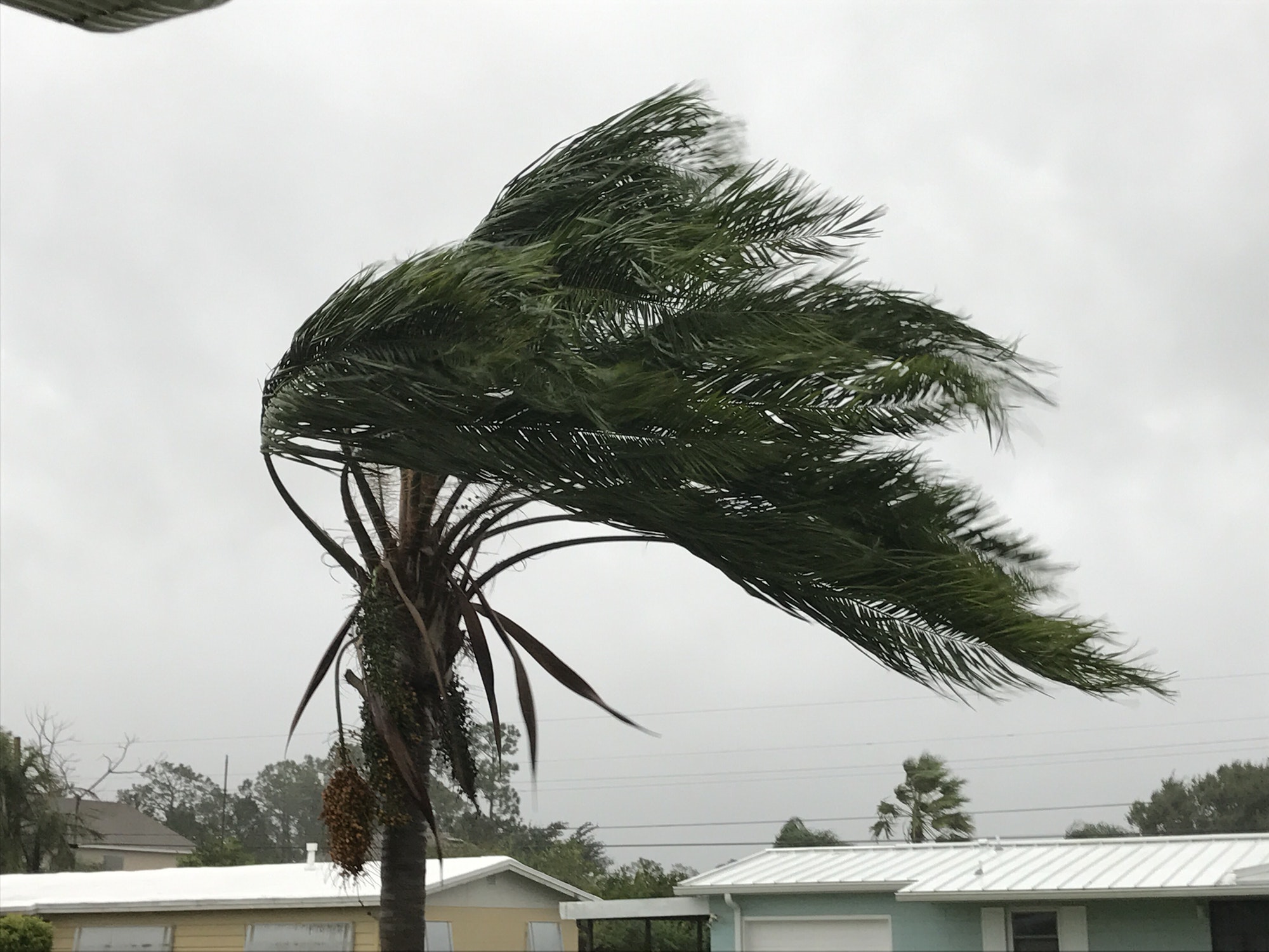 Hurricane winds